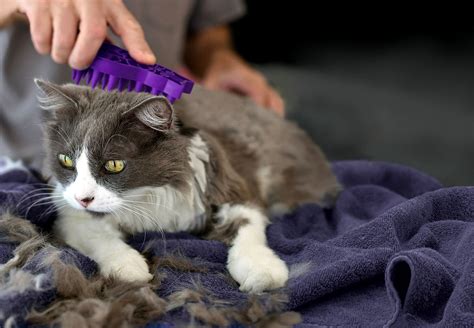 How To Groom Your Cat At Home Furry Tips