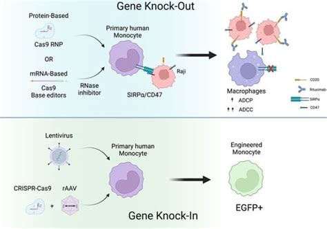 Ijms Free Full Text A Pan Rnase Inhibitor Enabling Crispr Mrna