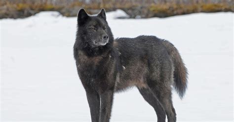 Alexander Archipelago Wolf (Canis lupus ligoni) | U.S. Fish & Wildlife ...