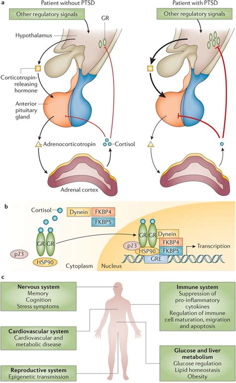 Nature Reviews Disease Primers On Twitter Ptsd Is Associated With