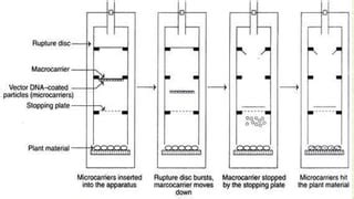 Gene transfer methods | PPT