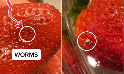 Bugs Emerge From Strawberries When Theyre Emerged In Salt Water How