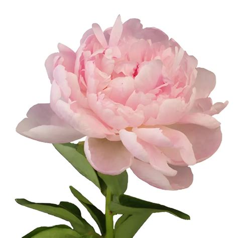 Buy Wholesale Blush Pink Peony Flowers for June Delivery in Bulk