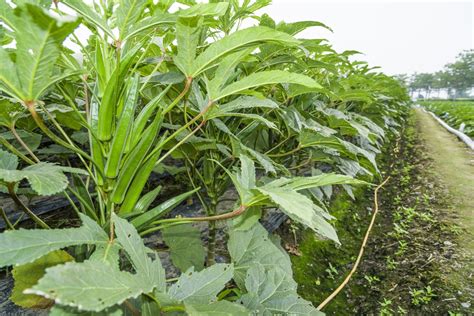 Okra Spacing » Tips on Giving it Elbow Room