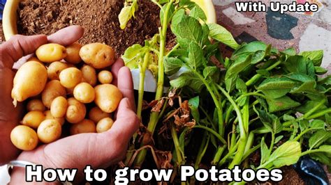 How To Grow Potatoes At Home Grow Potatoes In Container Youtube