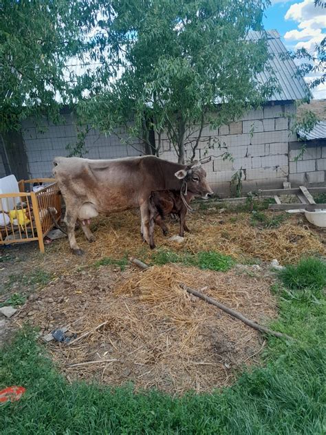 Vaca Cu Vițel De Vânzare Cojasca • Olxro