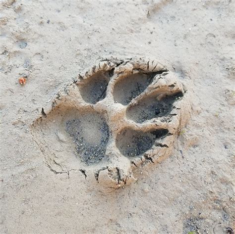 The Basics of Animal Tracking – Marks Outdoors
