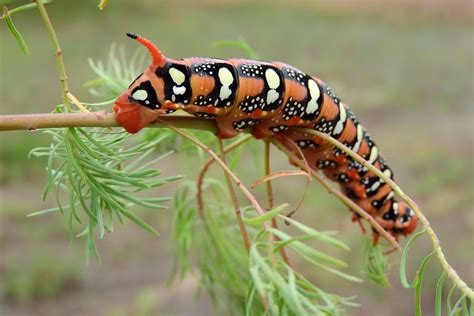 Images Gratuites Faune Orange Insecte Invert Br Chenille