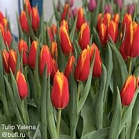 Tulip Rodeo Drive авторское фото BUFL RU