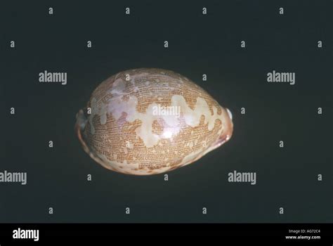 Map Cowry Shell Stock Photo Alamy