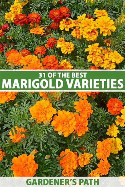 31 Of The Best Types Of Marigolds Gardeners Path