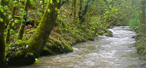 Comment Pecher La Truite En Ruisseaux Peche Sans Killer