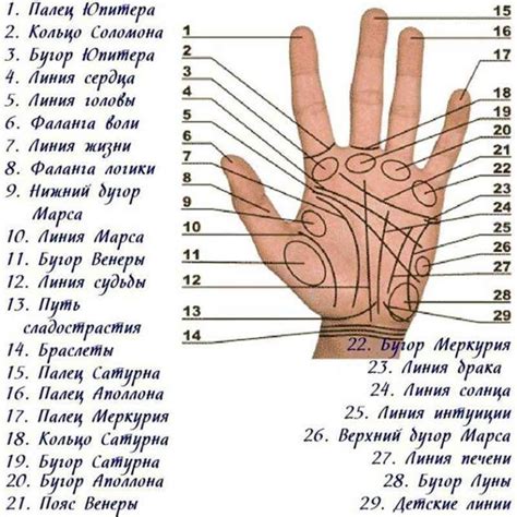 Родинка на ладони, кисти: значение для мужчин и женщин - цвет родинок