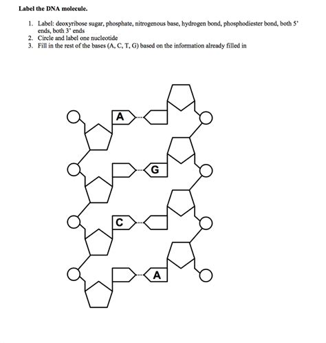 Solved Label The DNA Molecule Label Deoxyribose Sugar Chegg