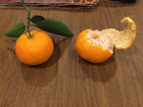 ‘Satsuma’ Mandarin: the Perfect Fruit Tree – The Smarter Gardener