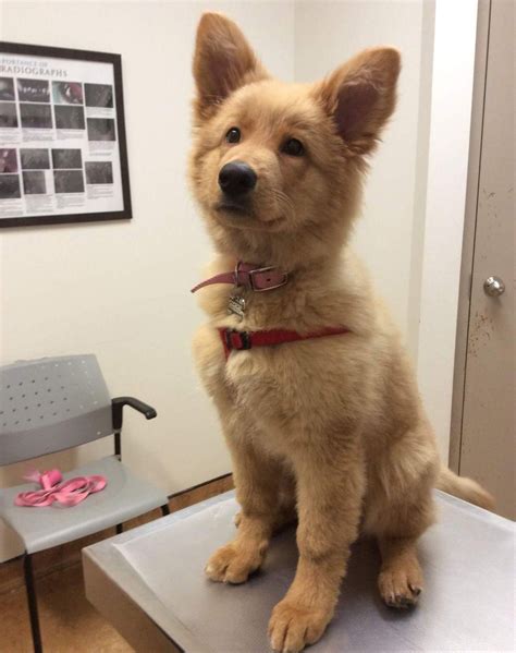 German shepherd & Golden retriever mix : r/aww