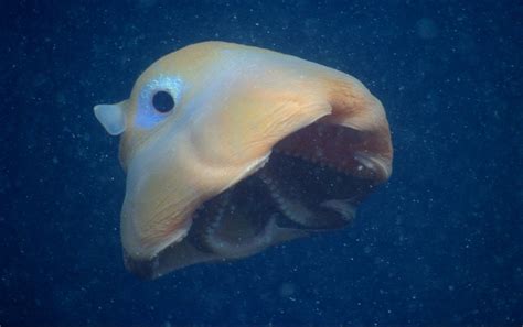 Canaries On Twitter Rt Cephalopodtoday Flapjack Octopus