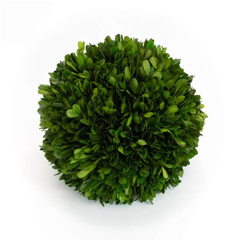 Boxwood Ball Preserved 10 Inch Bella Marie