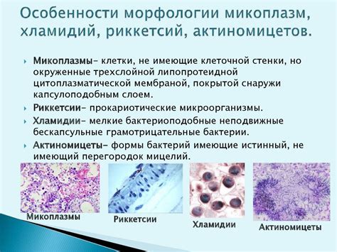 Строение актиномицеты: Актиномицеты