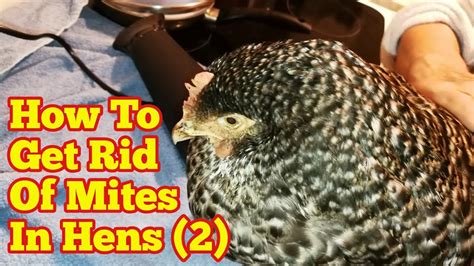 How To Get Rid Of Mites In Chickens Youtube