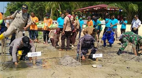 Peringati Hari Mangrove Sedunia Lanal Ketapang Tanam Mangrove Di