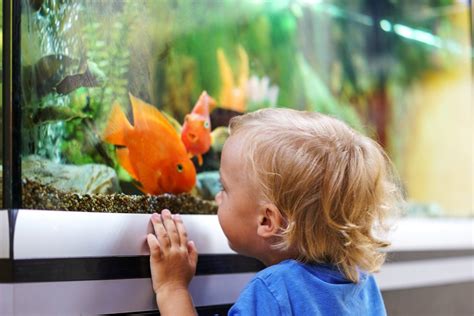 Caring For Pet Fish ThriftyFun