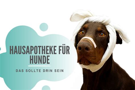 Hausapotheke F R Hunde Das Geh Rt Alles Hinein