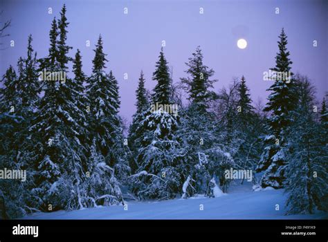 Full moon over forest Stock Photo - Alamy