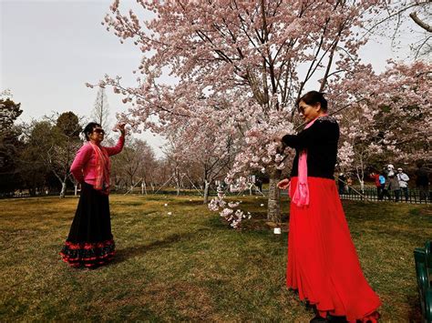 Photos: Cherry blossom season in Tokyo, Washington, Beijing | News ...