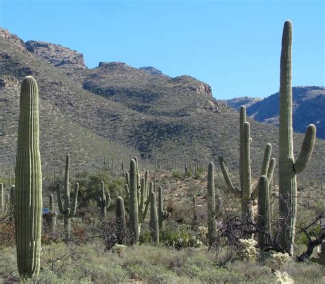Tell Us What Makes Tucson The Best