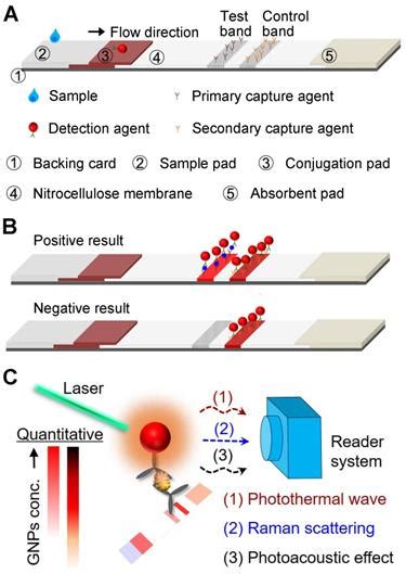 Lateral Flow Assays Principles Designs And Labels Verla Siegel