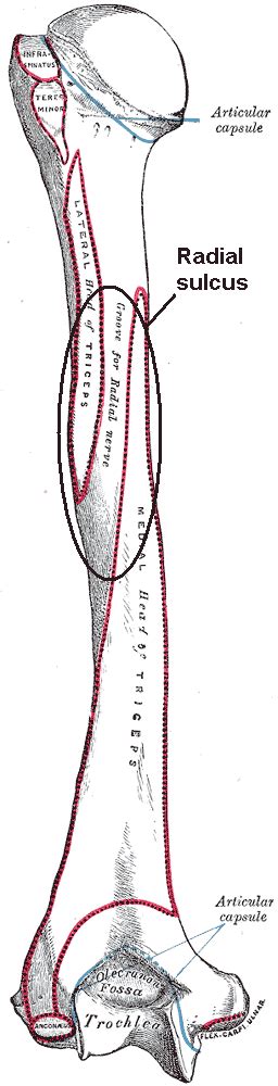 Radial sulcus