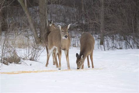 Corn Fed Deer