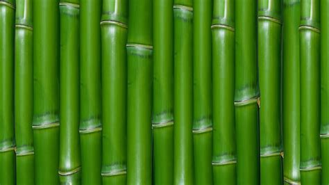 Download Green Bamboo Wallpaper 1920x1080 Wallpoper 389757