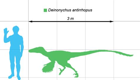 Deinonychus - Fossil Wiki, the paleontology wiki