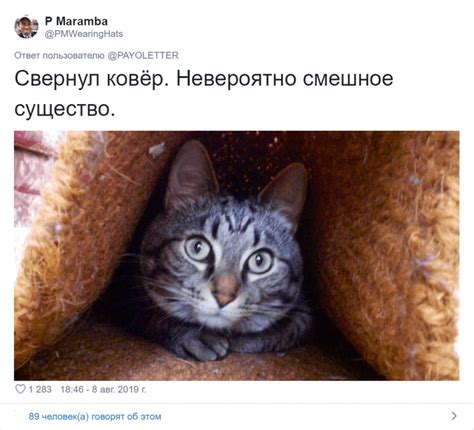 Странные кошечки / Питомцы