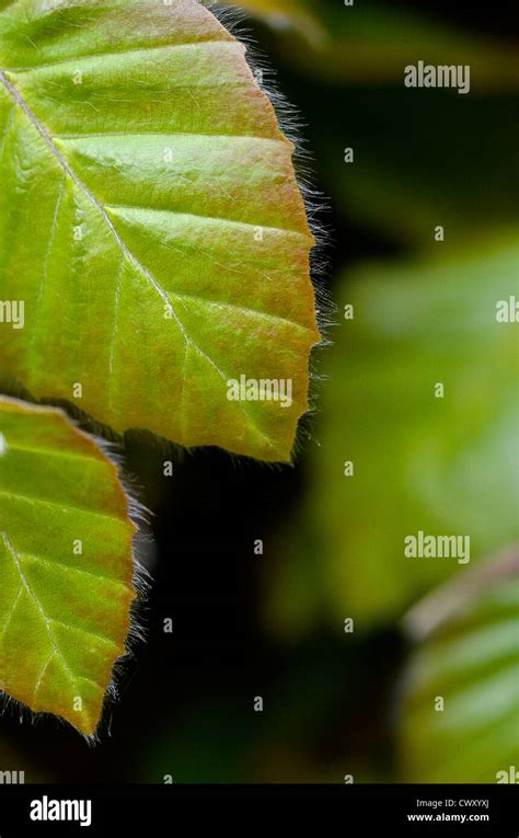 Follaje Hojas De Hayas Fagus Sylvatica En Beech Hedge Fotograf A De