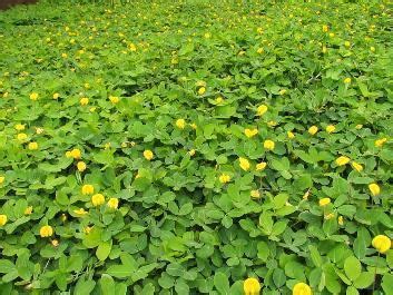 Arachis repens - Alchetron, The Free Social Encyclopedia