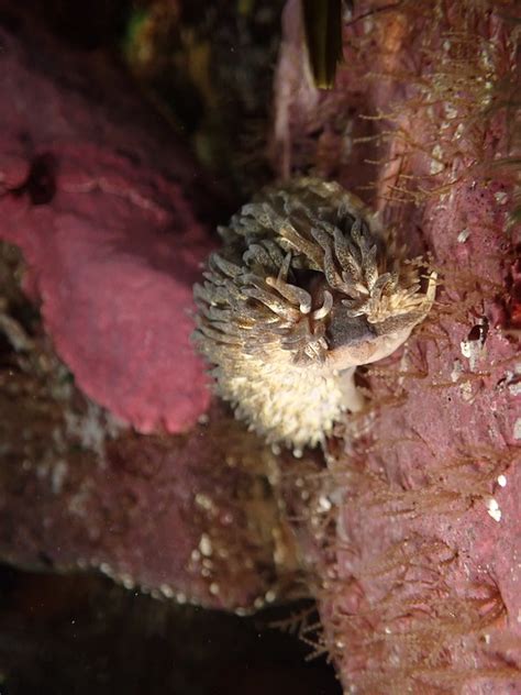 Nude Snail Shell Sea Free Photo On Pixabay Pixabay