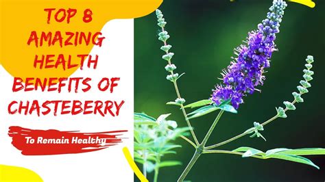 Top Amazing Health Benefits Of Chasteberry Youtube