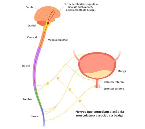 Bexiga o que é funções anatomia doenças PrePara ENEM