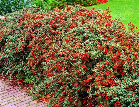 Кизильник горизонтальный (Cotoneaster horizontalis - купить ...