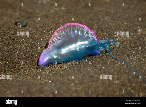Portuguese man-of-war, Portuguese man-o-war, blue-bottle (Physalia ...