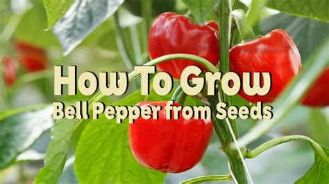 How To Grow Bell Peppers From Seeds Step By Step Success Guide