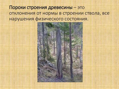 Профессии, связанные с обработкой древесины. Пороки древесины ...