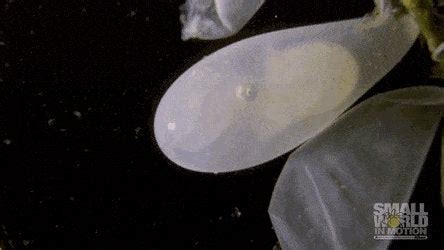 Octopus eggs hatching : r/interestingasfuck