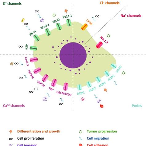 Ion Channels And Their Involvement In Endometrial Cancer Cells Author