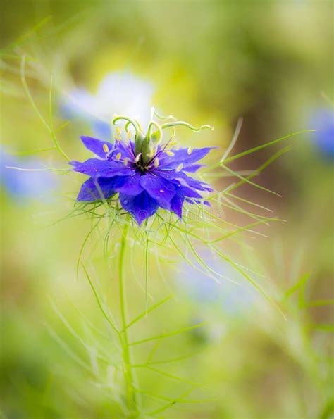 Flor Azul De La Flor Del Nigella Foto De Archivo Imagen De