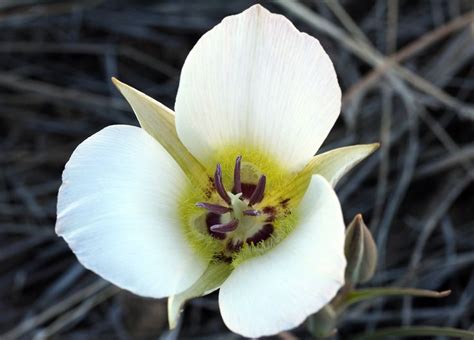 White Mariposa: The National Flower of Cuba