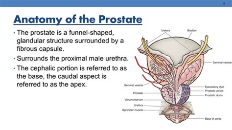 Chapter Prostate Flashcards Quizlet